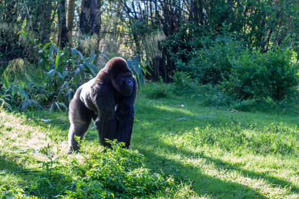 male gorilla - gorilla zoo animal silverback gorilla imagens e fotografias de stock