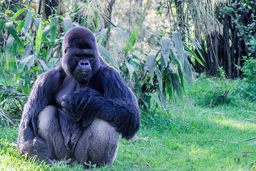Gorilla sits with bended knees