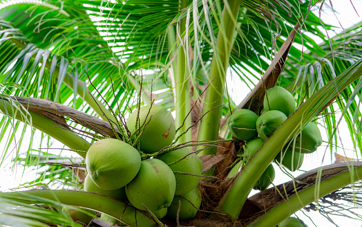 Bunch of coconut on coconut tree. Tropical fruit. Palm tree with green leaves and fruit. Coconut tree in Thailand. Coconut plantation. Agriculture farm. Organic drink for summer. Exotic plant.