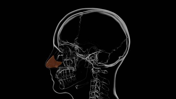 Human Skeleton Septal nasal cartilage Anatomy 3D Human Skeleton Septal nasal cartilage Anatomy 3D Illustration sphenoid bone stock pictures, royalty-free photos & images