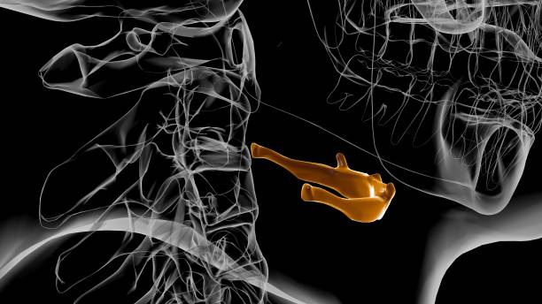 istock Human Skeleton Hyoid bone Anatomy For Medical Concept 3D 1310739094