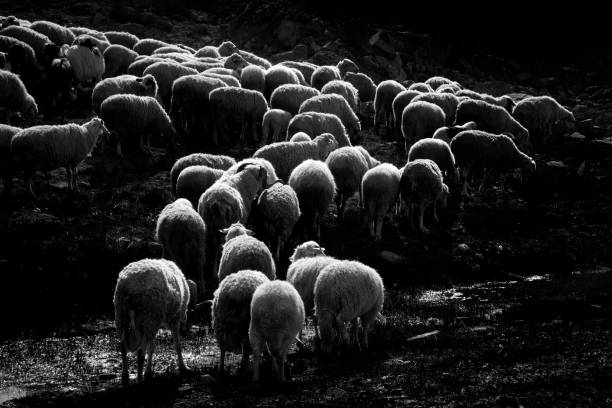 istock herd of sheep grazing 1310739133