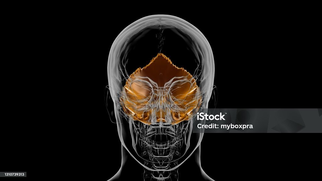 인간 해골 두개골 목막 뼈 해부학 용 의료 개념 3d 3차원 형태에 대한 스톡 사진 및 기타 이미지 - 3차원 형태, 갈고리 ...