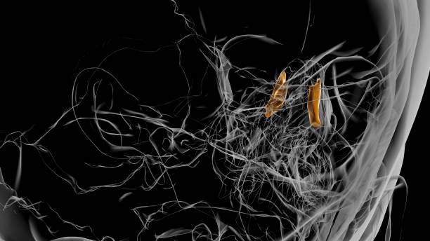 istock Human Skeleton lacrimal bone Anatomy 3D 1310739501