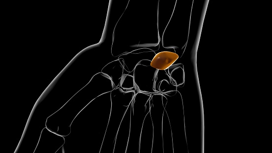 Human Skeleton Lunate bone Anatomy 3D Illustration