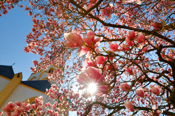 Magnolia in bloom in front of the St. Laurientius Church in the centre of the medieval old town of Ahrweiler