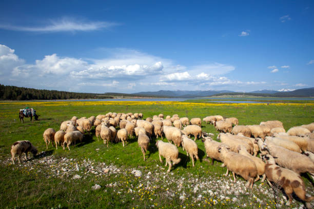 Stado owiec pasące się na zielonym polu przed pochmurnym niebem. – zdjęcie