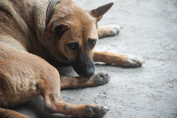 istock The brown dog sat and looked at something. 1310740512