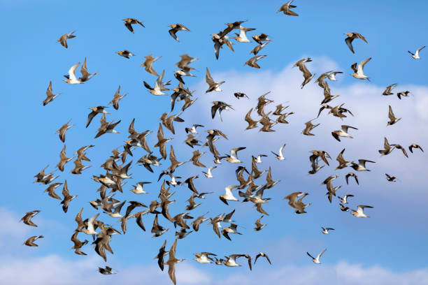 Flying birds. Blue sky background. Birds: Ruff. Philomachus pugnax. Flying birds philomachus pugnax stock pictures, royalty-free photos & images