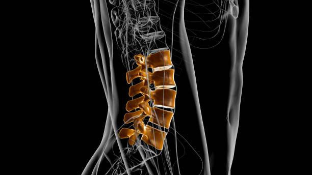 menschliches skelett wirbelsäule lumbar vertebrae anatomy 3d - brustkorb stock-fotos und bilder