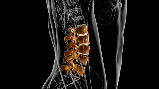 human skeleton vertebral column lumbar vertebrae anatomy 3d - lumbar vertebra imagens e fotografias de stock