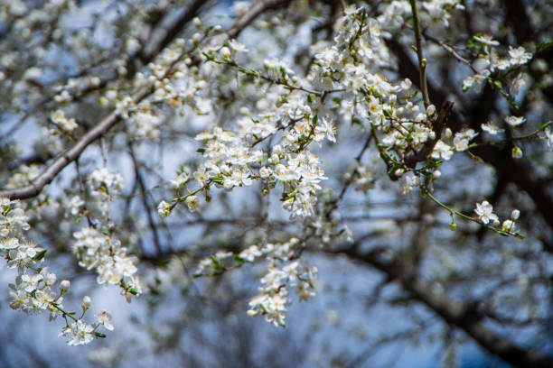 white small cherry flowers against a blue sky, white spring blooms on a branch, beautiful manifestations of the spring season, selective focus, awakening nature in spring