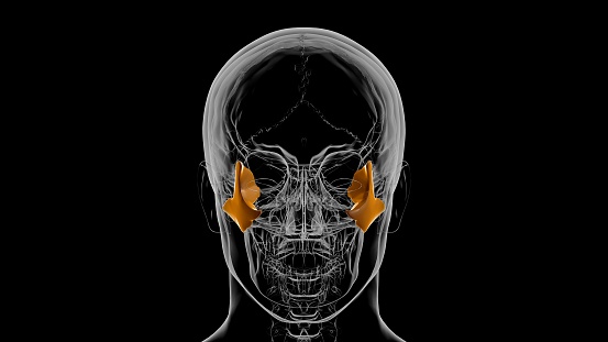 Human Skeleton Skull Zygomatic Bone Anatomy For Medical Concept 3D Illustration