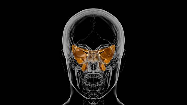 Human Skeleton Skull Sphenoid Bone Anatomy For Medical Concept 3D Human Skeleton Skull Sphenoid Bone Anatomy For Medical Concept 3D Illustration sphenoid bone stock pictures, royalty-free photos & images