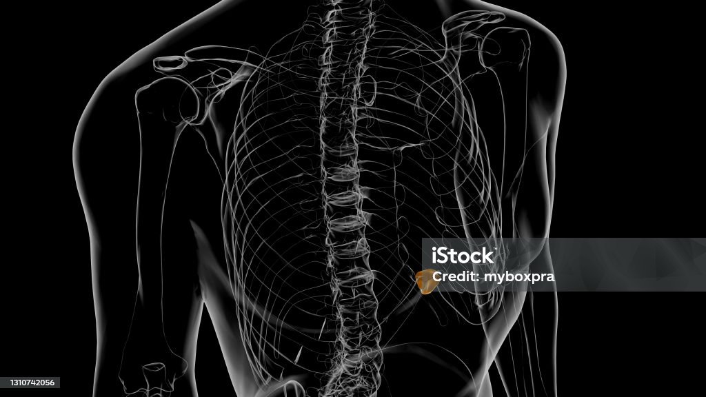 Xiphoid Process Types Human Skeleton Xiphoid Process Anatomy 3d Stock Photo - Download Image ...