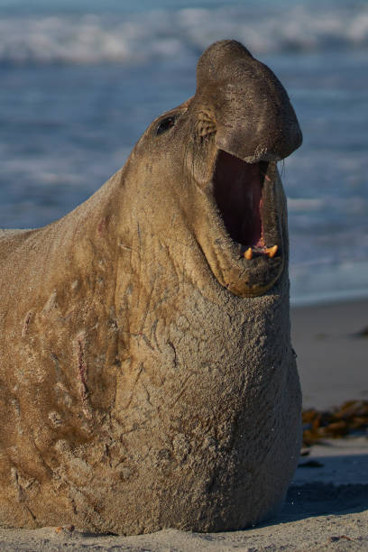 istock Male Southern Elephant Seal roars 1310742059