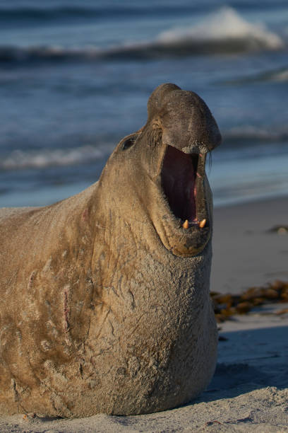 istock Male Southern Elephant Seal roars 1310742074