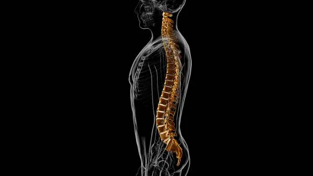 Photo of Human Skeleton Vertebral Column Vertebrae Anatomy 3D