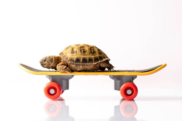 Baby tortoise turtle on a skateboard