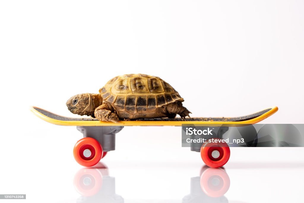 Baby tortoise turtle on a skateboard Baby tortoise turtle on a skateboard on a white background Turtle Stock Photo