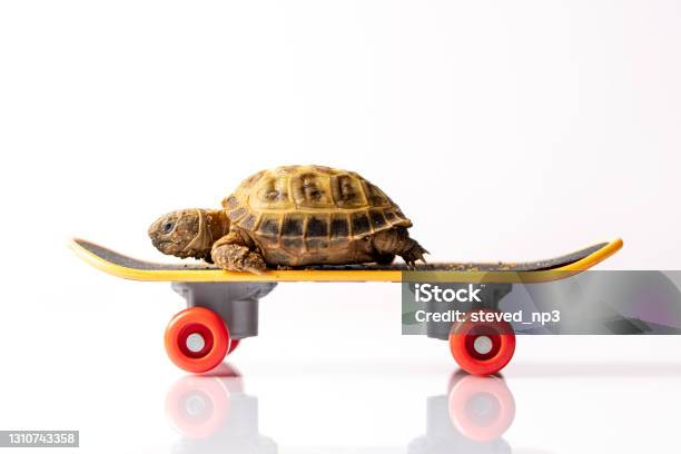 Baby Tortoise Turtle On A Skateboard Stock Photo - Download Image Now - Turtle, Skateboard, Skateboarding