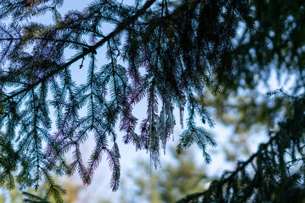 istock Spruce branch in the forest on a sunny day. Selective focus. Chromatic oberations. An example of a low-quality photo. 1310743408