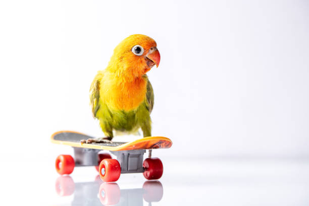 6,877 Animals On Skateboards Stock Photos, Pictures & Royalty-Free Images -  iStock