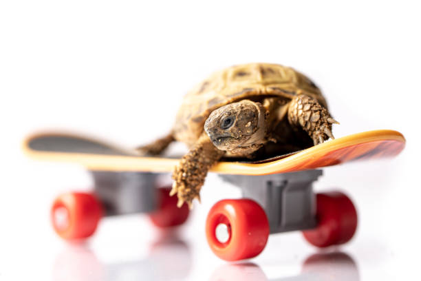 istock Baby tortoise turtle on a skateboard 1310743439