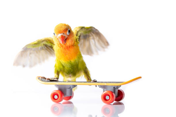Colourful love bird chick on a skateboard