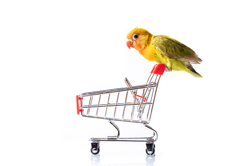 Colourful love bird chick on a shopping supermarket trolley on a white background