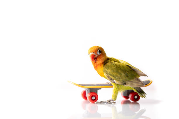 istock Colourful love bird chick on a skateboard 1310743490