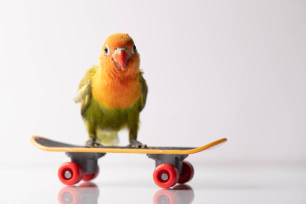 istock Colourful love bird chick on a skateboard 1310743513