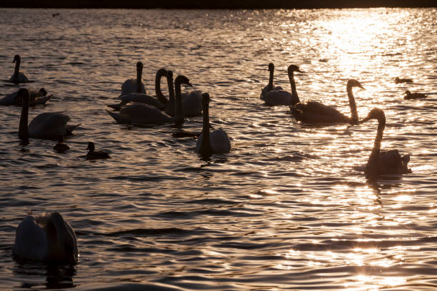 istock spring time on with a flock of swans 1310743552