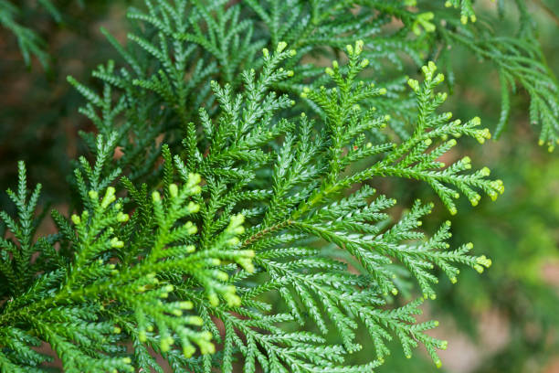 istock Beautiful japanese cypress leaf in the forest. 1310744574