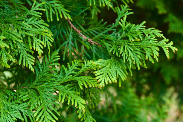istock Beautiful japanese cypress leaf in the forest. 1310744582