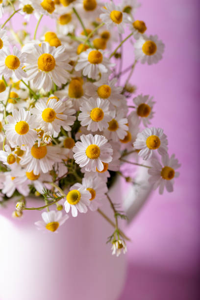 istock Fresh white daisies in a white vase on pink background. Selective focus. Floral background. 1310744626