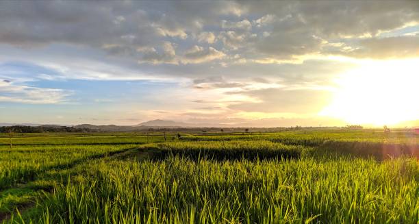 istock beautiful sunrise over the rice fields 1310744649
