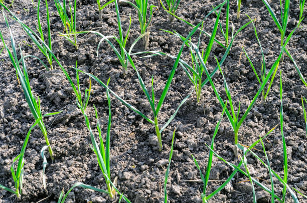 istock Sprouts of garlic 1310745395