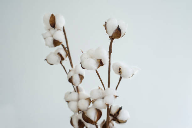 istock White cotton flowers on brown branches on a white background 1310745913