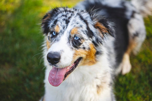 aussie smiling - australian shepherd imagens e fotografias de stock