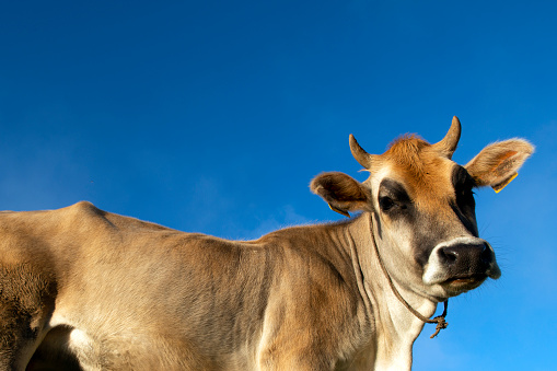 Close up of a red and white Ayrshire dairy cow, facing left with head raised in summer pasture.Blurred background, North Yorkshire, UK. Horizontal.  Copy space.