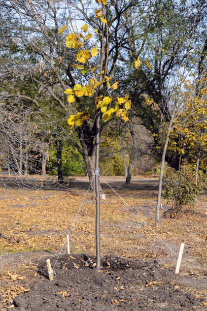 istock Young tree planted in autumn. Special sticks and ropes for supporting new plant. 1310746341