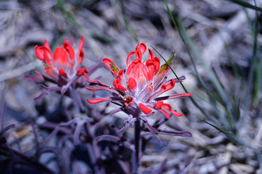 A red vibrant Indian paint brush
