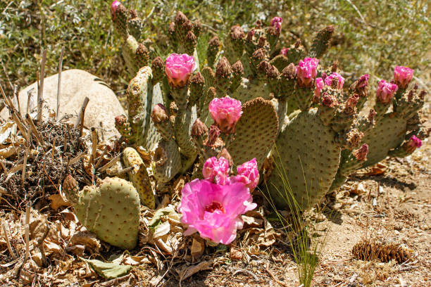 istock A cactus plant in bloom 1310746377