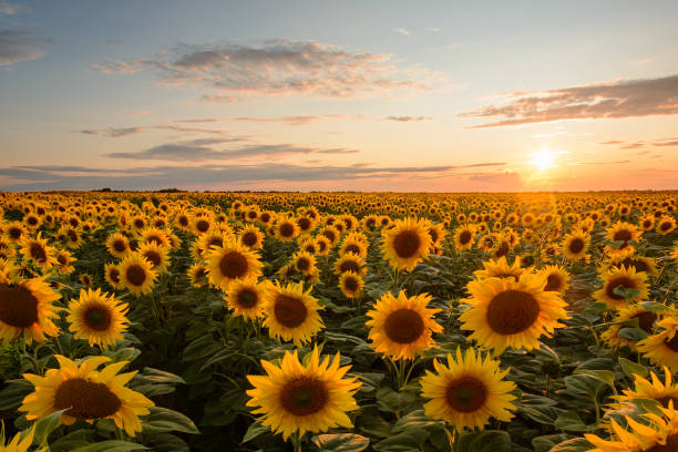istock Bright sun on a warm coloured sky in the evening sends its last light rays on the yellow summer field of sunflowers 1310748155