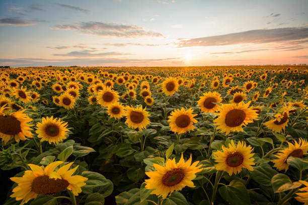istock Fine yellow sunflowers under colorful sky during sunset 1310748161