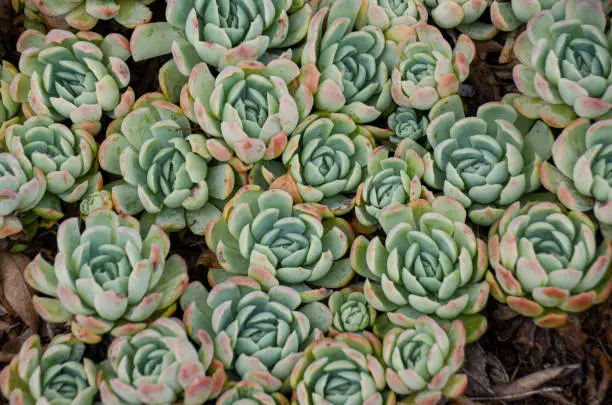 Group of echeveria atlantis a plant of the family of succulents and cactus. Botanical plant of semi-desert areas. Outdoors succulent in bloom