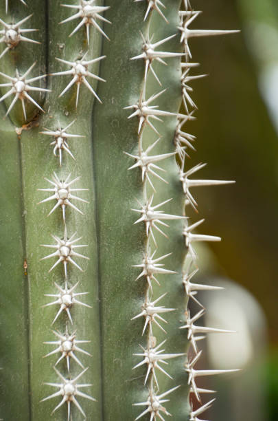 istock Macro of a Saguaro cactus sharp spines and areole in the desert. 1310748446