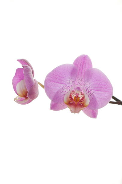 istock Close-up pink orchid flowers 1310748655