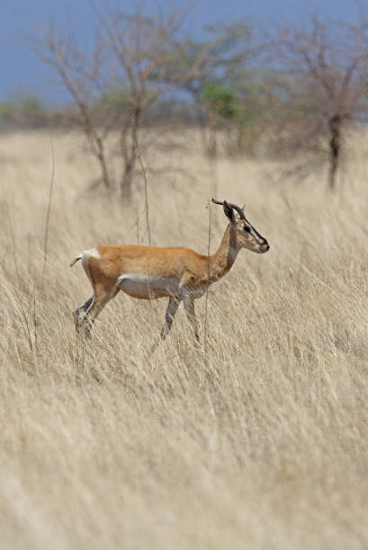 Soemmerring's Gazelle (Nanger soemmerringii) adult in dry grassland\